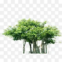 人工绿化树