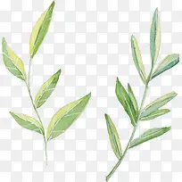 手绘水彩植物树叶