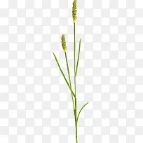 绿植花草花卉设计素材