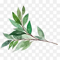 手绘的绿色树叶装饰