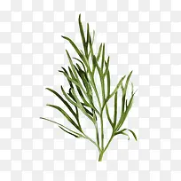 绿色植物