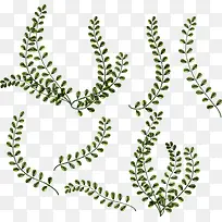 绿色植物叶子