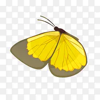 黄色蝴蝶png