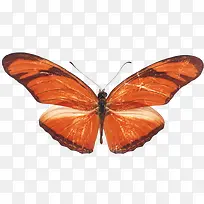 橙色漂亮蝴蝶