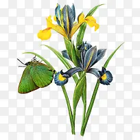 超唯美花朵绿色蝴蝶动物