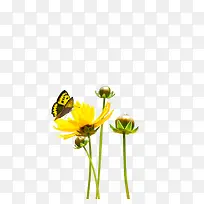 黄色小花蝴蝶