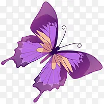 美丽的紫色蝴蝶