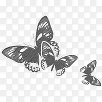 漂亮灰色蝴蝶