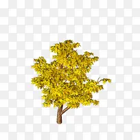 黄树