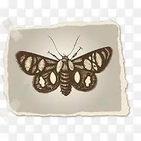 手绘蝴蝶标本