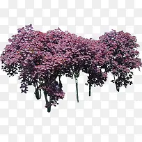 紫珊木树叶