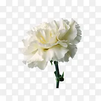 白色小花