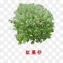红果仔