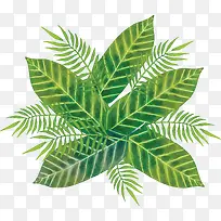 夏天美丽树叶花纹