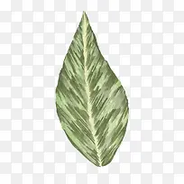 水彩手绘植物叶子