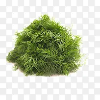 青菜