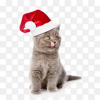 带圣诞帽的馋猫