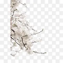 白色清新花枝装饰图案