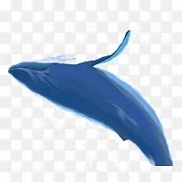 手绘鲸鱼PNG
