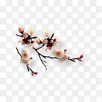 中国风梅花