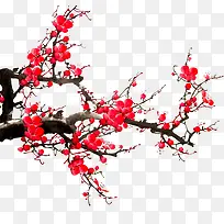梅花