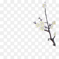 白色梅花花卉素材