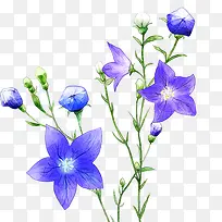 手绘花卉