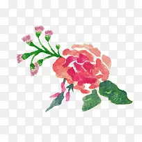 手绘花卉