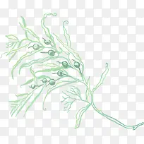 手绘植物图案