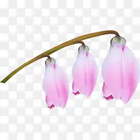 花草图案花卉矢量素材