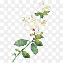 手绘鲜花