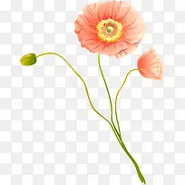 春天精美花卉