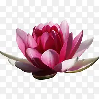 ps花草素材花卉标签