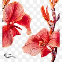 水彩花卉手绘装饰图片