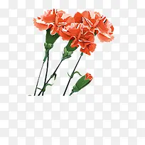 手绘水彩花卉母亲节红色康乃馨
