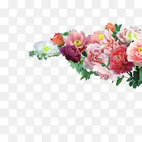 牡丹花朵