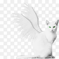 白色天使猫