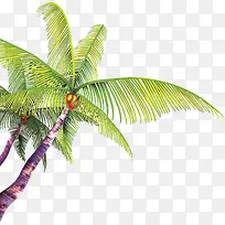 椰子树，淘宝素材