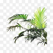绿植装饰