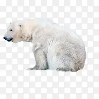 年迈的北极熊