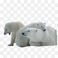 白色北极熊家庭素材