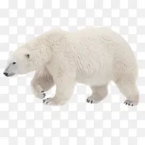 白极熊