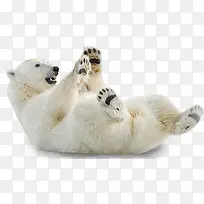 可爱白色北极熊玩耍