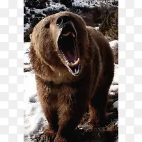 棕熊极地高清怒吼