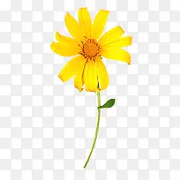 黄色小花开