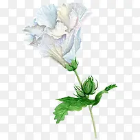 手绘花朵