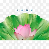 手绘荷花