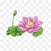 粉色莲花