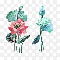 荷花