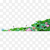 夏日海报植物荷叶花朵